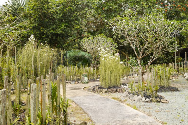 From Sketch to Garden: A Step-by-Step Design Workflow